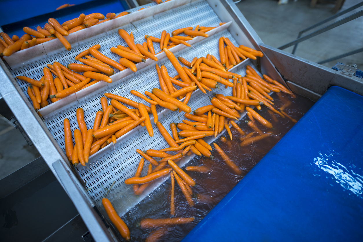 Carrots vegetables being washed by industrial machine. Carrots on conveyor belt. Organic food production and preparing vegetables for export to the market.