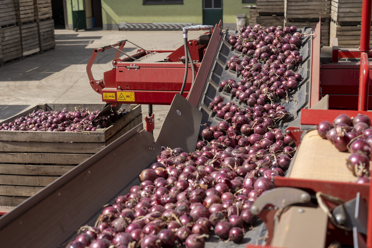 Red Onion Bulbs Falling Out From Onion Grading And Sorting Machine